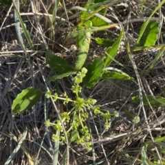 Hydrocotyle bonariensis (Pennywort) at Broulee, NSW - 17 Apr 2023 by Tapirlord