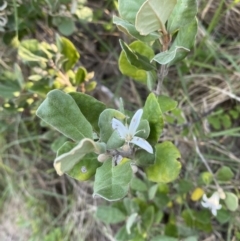 Correa alba var. alba (White Correa) at Broulee, NSW - 17 Apr 2023 by Tapirlord