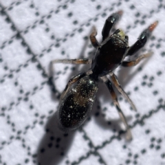Rhombonotus gracilis (Graceful Ant Mimic) at Bruce Ridge to Gossan Hill - 23 May 2023 by Hejor1