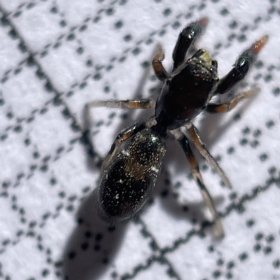 Rhombonotus gracilis (Graceful Ant Mimic) at Bruce Ridge to Gossan Hill - 23 May 2023 by Hejor1