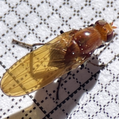 Lauxaniidae (family) (Unidentified lauxaniid fly) at Bruce, ACT - 23 May 2023 by Hejor1
