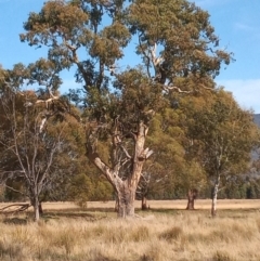 Eucalyptus melliodora (Yellow Box) at Banks, ACT - 25 May 2023 by michaelb