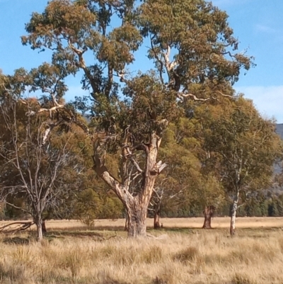 Eucalyptus melliodora (Yellow Box) at Banks, ACT - 25 May 2023 by MichaelBedingfield