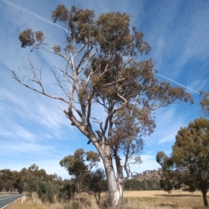 Eucalyptus blakelyi at Banks, ACT - 25 May 2023 11:58 AM