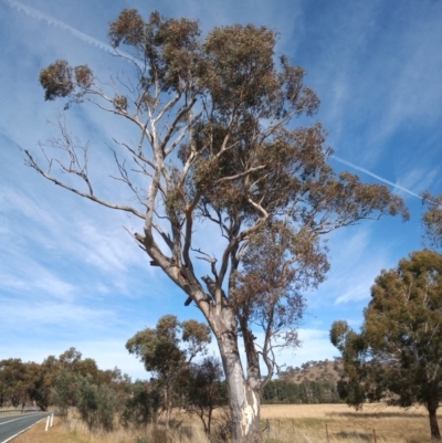 Eucalyptus blakelyi (Blakely's Red Gum) at Paddys River, ACT - 25 May 2023 by michaelb