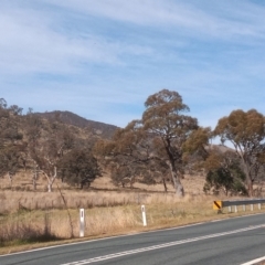 Eucalyptus blakelyi at Banks, ACT - 25 May 2023 11:58 AM