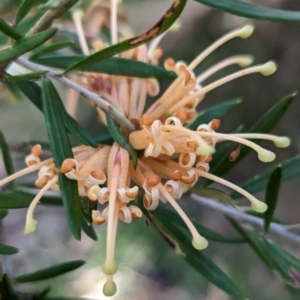 Grevillea sp. at Weetangera, ACT - 25 May 2023