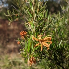 Grevillea sp. at Weetangera, ACT - 25 May 2023 11:00 AM