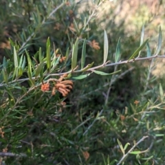 Grevillea sp. at Weetangera, ACT - 25 May 2023