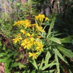 Senecio linearifolius var. denticulatus (Toothed Fireweed Groundsel) at Budawang, NSW - 24 May 2023 by MatthewFrawley