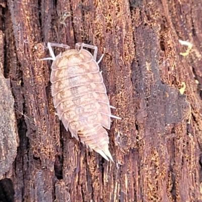 Philosciidae (family) (A terrestrial ispodod) at Lade Vale, NSW - 25 May 2023 by trevorpreston