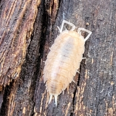 Philosciidae (family) at Lade Vale, NSW - 25 May 2023 11:45 AM