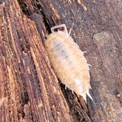 Philosciidae (family) at Lade Vale, NSW - 25 May 2023 11:45 AM