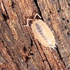 Philosciidae (family) at Lade Vale, NSW - 25 May 2023 11:45 AM