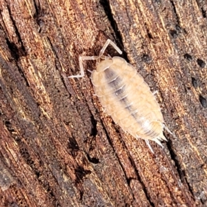 Philosciidae (family) at Lade Vale, NSW - 25 May 2023 11:45 AM