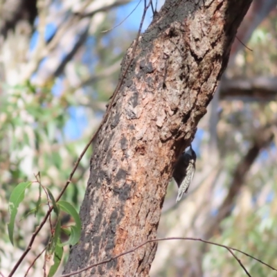 Cormobates leucophaea (White-throated Treecreeper) at Budawang, NSW - 24 May 2023 by MatthewFrawley