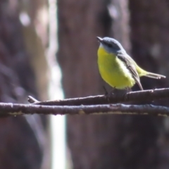 Eopsaltria australis (Eastern Yellow Robin) at Budawang, NSW - 24 May 2023 by MatthewFrawley