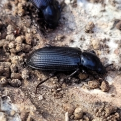 Meneristes australis at Lade Vale, NSW - 25 May 2023