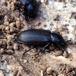 Meneristes australis at Lade Vale, NSW - 25 May 2023