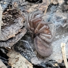 Paraembolides sp. (genus) at Manton, NSW - 25 May 2023