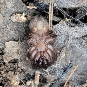 Paraembolides sp. (genus) at Manton, NSW - 25 May 2023