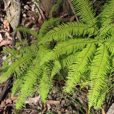 Sticherus lobatus (Spreading Fan Fern) at Budawang, NSW - 24 May 2023 by MatthewFrawley