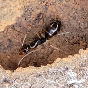 Camponotus claripes at Manton, NSW - 25 May 2023 11:19 AM