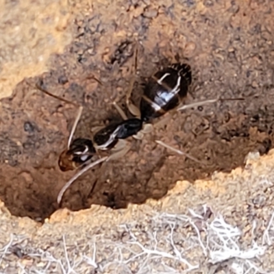 Camponotus claripes (Pale-legged sugar ant) at Manton, NSW - 25 May 2023 by trevorpreston