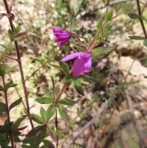 Tetratheca thymifolia at Budawang, NSW - 24 May 2023