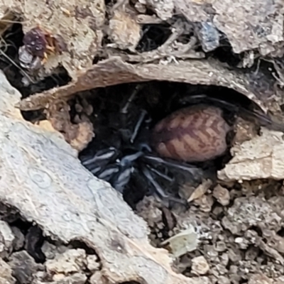 Paraembolides sp. (genus) (A Slender Funnel-web spider) at Manton, NSW - 25 May 2023 by trevorpreston