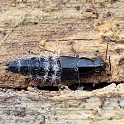 Staphylinidae (family) (Rove beetle) at Manton, NSW - 25 May 2023 by trevorpreston