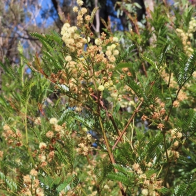 Acacia terminalis (Sunshine Wattle) at Budawang, NSW - 24 May 2023 by MatthewFrawley