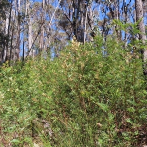 Acacia terminalis at Budawang, NSW - 24 May 2023