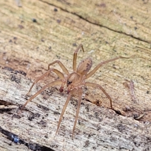 Toxopsoides sp. (genus) at Manton, NSW - 25 May 2023 10:59 AM