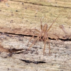 Toxopsoides sp. (genus) at Manton, NSW - 25 May 2023