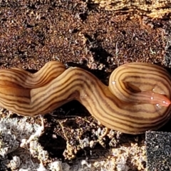 Fletchamia quinquelineata at Manton, NSW - 25 May 2023