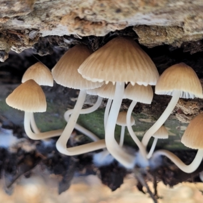 Mycena sp. (Mycena) at Manton, NSW - 25 May 2023 by trevorpreston