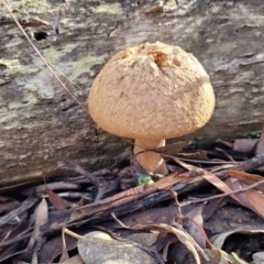 Boletellus sp. (genus) (A Bolete) at Manton, NSW - 25 May 2023 by trevorpreston