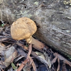 Boletellus sp. (genus) at Manton, NSW - 25 May 2023 10:40 AM