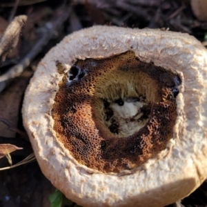 Boletellus sp. (genus) at Manton, NSW - 25 May 2023 10:40 AM