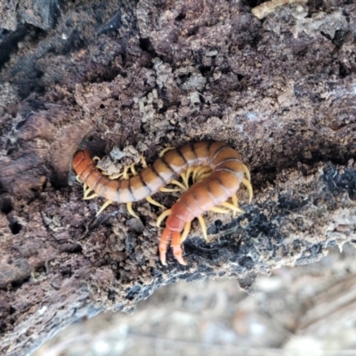Cormocephalus aurantiipes (Orange-legged Centipede) at Mundoonen Nature Reserve - 25 May 2023 by trevorpreston