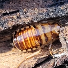 Robshelfordia simplex (Shelford's Western Cockroach) at Manton, NSW - 25 May 2023 by trevorpreston