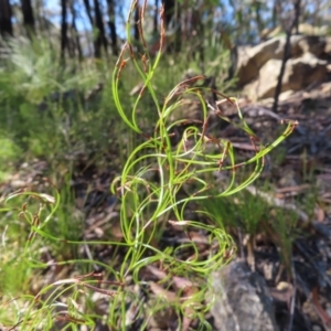 Caustis flexuosa at Budawang, NSW - 24 May 2023