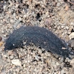 Ooperipatus sp. (genus) (A velvet worm) at Mundoonen Nature Reserve - 25 May 2023 by trevorpreston