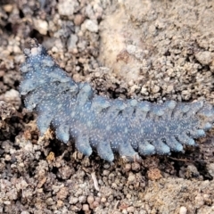 Ooperipatus sp. (genus) at Manton, NSW - 25 May 2023