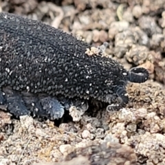 Ooperipatus sp. (genus) at Manton, NSW - 25 May 2023 10:10 AM