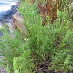 Lomandra obliqua (Twisted Matrush) at Budawang, NSW - 24 May 2023 by MatthewFrawley