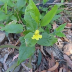 Goodenia ovata (Hop Goodenia) at Budawang, NSW - 24 May 2023 by MatthewFrawley