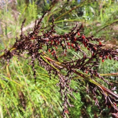 Gahnia sieberiana (Red-fruit Saw-sedge) at Budawang, NSW - 24 May 2023 by MatthewFrawley