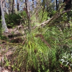 Gahnia sieberiana at Budawang, NSW - 24 May 2023